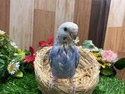 セキセイインコ ヒナ