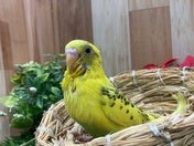 セキセイインコ ヒナ