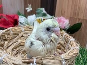 セキセイインコ ヒナ