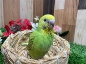 セキセイインコ ヒナ