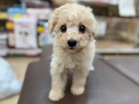 クリクリ可愛いお目目がチャームポイント🐶❤️（2024.12/11撮影📸）