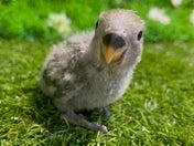 コザクラインコ ヒナ(ノーマル)