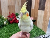 オカメインコ(色変わり)