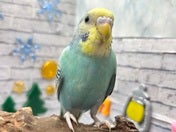 セキセイインコ ヒナ