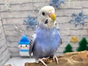 セキセイインコ ヒナ