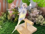 羽衣セキセイインコ