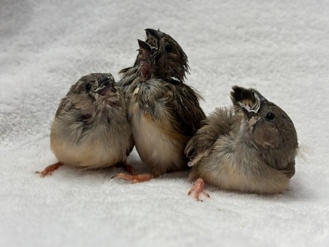 元気なキンカチョウちゃんたちがデビューです✨