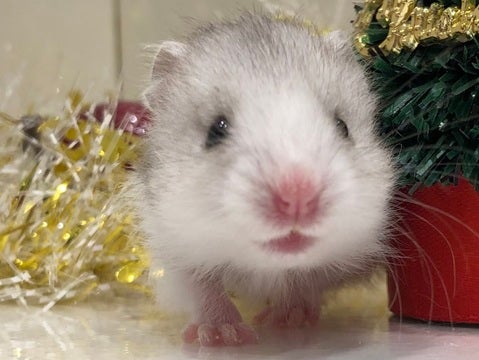 とてもおチビちゃんです🐹12/12