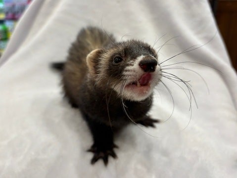 ご飯ガツガツ食べてます！