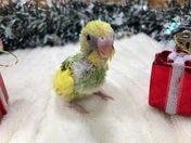 セキセイインコ ヒナ