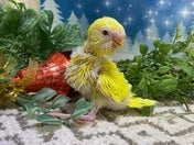 セキセイインコ ヒナ