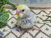 セキセイインコ ヒナ