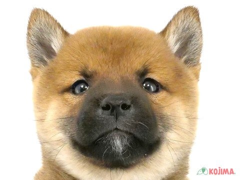 埼玉県の柴犬(標準サイズ) (コジマ和光店/2024年10月13日生まれ/男の子/赤)の子犬