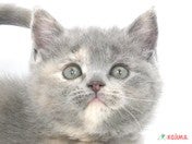 【12/13撮影】まんまるなお顔が愛おしい🐱