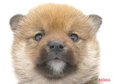 東京都の柴犬(標準サイズ) (コジマ府中店/2024年10月15日生まれ/男の子/赤)の子犬