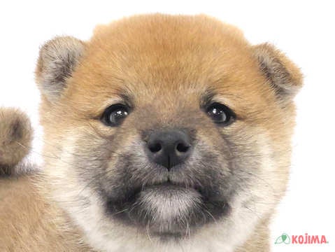 埼玉県の柴犬(標準サイズ) (コジマニトリ川越店/2024年10月14日生まれ/男の子/赤)の子犬