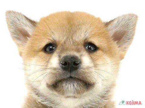 東京都の柴犬(標準サイズ) (コジマ八王子店/2024年10月13日生まれ/男の子/赤)の子犬