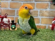 シロハラインコ