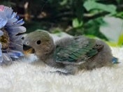 コザクラインコ ヒナ(ノーマル)