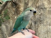 コザクラインコ ヒナ(色変わり)