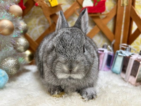 お耳短いのがチャームポイントです☆