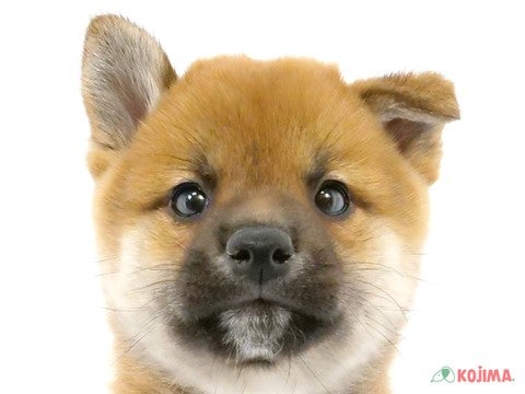 東京都の柴犬(標準サイズ) (コジマ青戸店/2024年10月20日生まれ/男の子/赤)の子犬