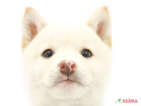 東京都の柴犬(標準サイズ) (コジマアリオ西新井店/2024年10月18日生まれ/男の子/白)の子犬