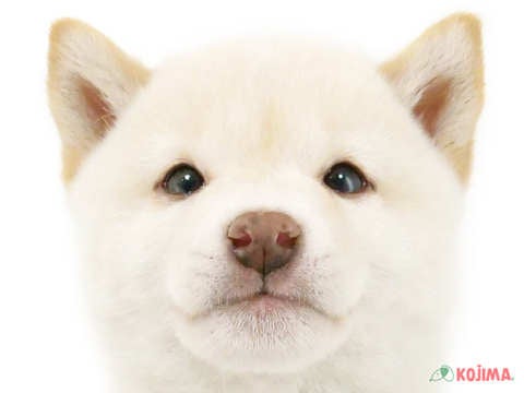 東京都の柴犬(標準サイズ) (コジマ木場店/2024年10月18日生まれ/男の子/白)の子犬