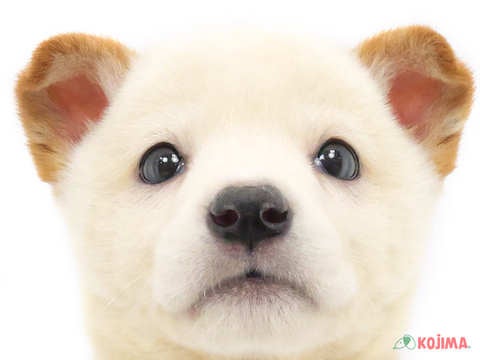 千葉県の柴犬(標準サイズ) (コジマウエルケアセンター/2024年10月19日生まれ/男の子/白)の子犬