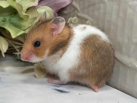 12/18撮影🐹