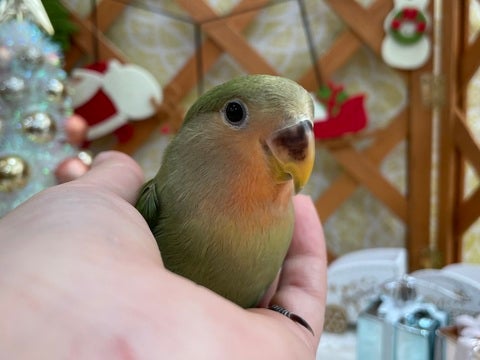 手の中が大好き😁コミュニケーションバードのコザクラちゃんです✨