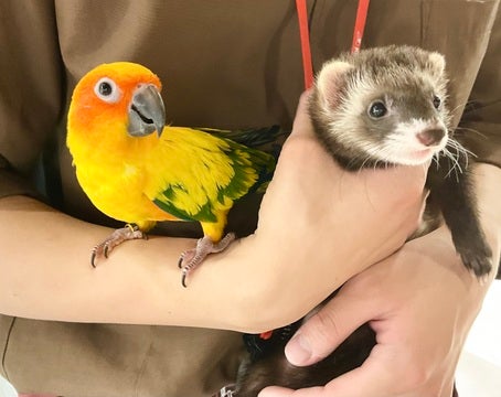 コガネメキシコインコちゃんとのツーショットです💕