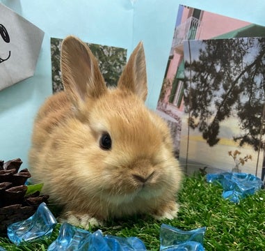 🐰🐰ご来店お待ちしております♪🐰🐰