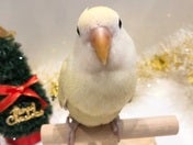 綺麗なカラーのコザクラちゃん💛12/17