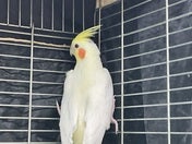 オカメインコ ヒナ