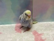 セキセイインコ ヒナ