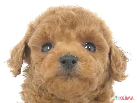 千葉県のトイプードル(トイ) (コジマウエルケアセンター/2024年10月29日生まれ/男の子/レッド)の子犬