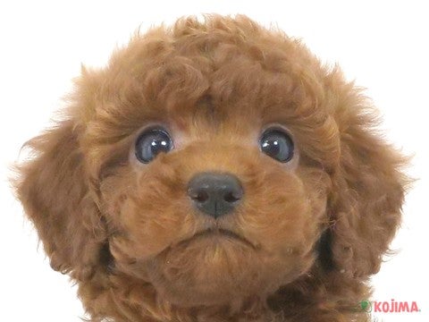 千葉県のトイプードル(トイ) (コジマウエルケアセンター/2024年10月26日生まれ/男の子/レッド)の子犬