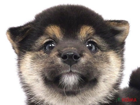 埼玉県の柴犬(標準サイズ) (コジマ戸田公園店/2024年10月27日生まれ/男の子/黒)の子犬