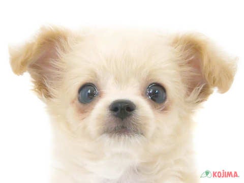 【2024/12/30撮影】両親が人気犬種の組み合わせ！可愛くなる子が多いですよ♪