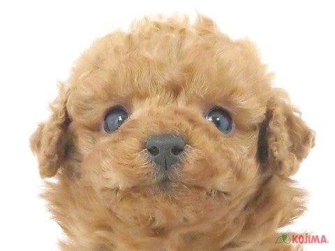 千葉県のトイプードル(トイ) (コジマウエルケアセンター/2024年10月29日生まれ/男の子/レッド)の子犬