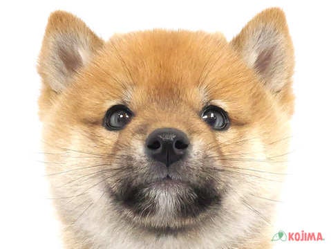 東京都の柴犬(標準サイズ) (コジマ府中店/2024年10月29日生まれ/男の子/赤)の子犬