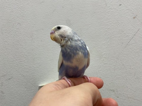 💎綺麗なお色のインコさんです💎🦜2024年12月30日撮影📸