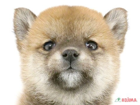 東京都の柴犬(標準サイズ) (コジマソコラ用賀店/2024年11月2日生まれ/男の子/赤)の子犬