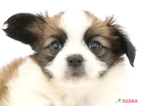 東京都のパピヨン (コジマ木場店/2024年11月4日生まれ/男の子/ホワイトブラウン)の子犬