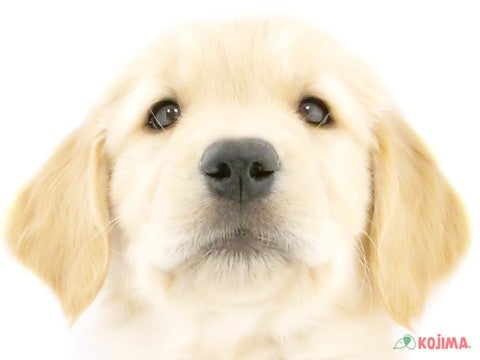 千葉県のゴールデンレトリバー (コジマ四街道店/2024年11月2日生まれ/男の子/ゴールデン)の子犬