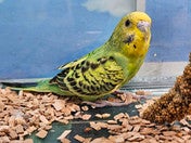 セキセイインコ ヒナ