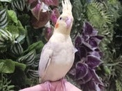 オカメインコ ヒナ(色変わり)