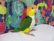 シロハラインコ