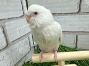 セキセイインコ ヒナ